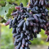 هیچ وقت برای کاشت نهال انگور خارجی دیر نیست