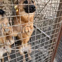 سگ ژرمن|سگ|مشهد, امیریه|دیوار