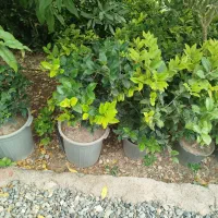 فروش گل و گیاه