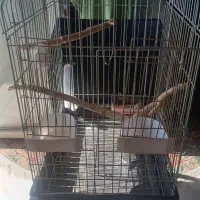 قفس طوطی نو فقط ۱ماه استفاده شده