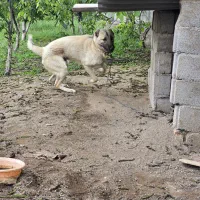 سگ نر سرابی اصل
