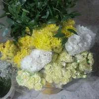 حراج گل داوودی