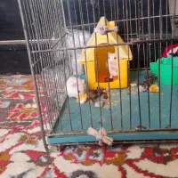 واگذاری همستر
