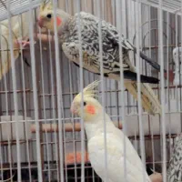 عروس هلندی