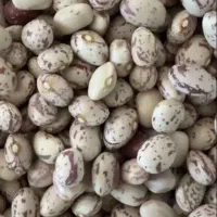 لوبیا چیتی به شرت پخته میشه