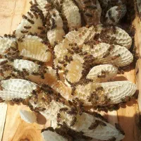 عسل کوهستان|خوردنی و آشامیدنی|تهران, هفده شهریور|دیوار