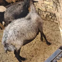 ۳عدد بره سبک و یک عدد میش احتمالا ابستن