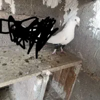 کبوتر