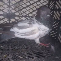 کفتر ها همه سالم قیمت توافقی