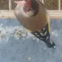 سهره سیاه سر ماده مست مست