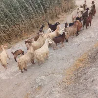 فروش ۳۰ راس بز داشتی