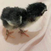 جوجه لاری .لاری