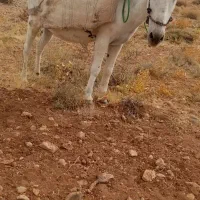الاغ