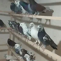 کفتر