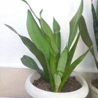 فروش انواع گل