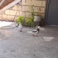 یک جفت کفتر کله برنجی و توقی گم شده