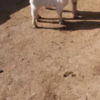 بز زاییده|حیوانات مزرعه|تربت جام, شهید مدرس|دیوار