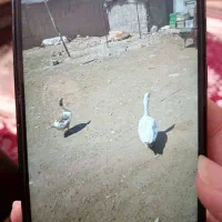 ۲ عدد غاز سفید و رنگی
