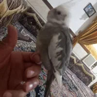 جوجه عروس هلندی دونخور ۴ ماهه