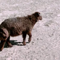 بره نر