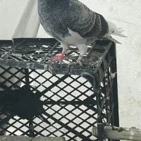 جوجه دوپری گم شده