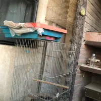 قفس پرنده