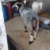 کوهه قوچ بختیاری
