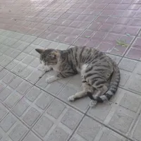 سرپرست برای گربه خونگی