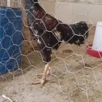 تخم نطفه دار جوجه لاری