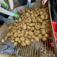 سیب زمینی بذری