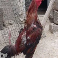 خروس لاری اصل