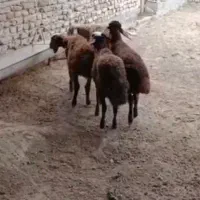 ۴راس بره پای پروار افشاری نر