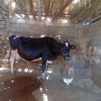گاو فروشی