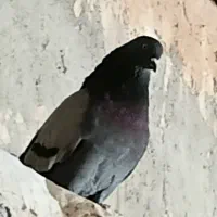 کبوتر|پرنده|ماهیدشت, |دیوار