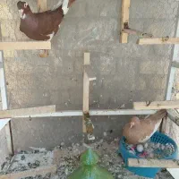کبوتر