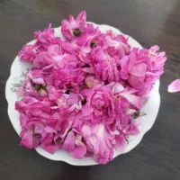 گل محمدی تازه