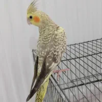 عروس هلندی