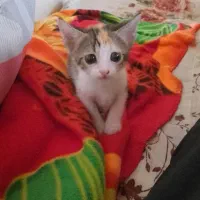 واگذاری رایگان برای سرپرستی