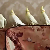 جوجه عروس هلندی آماده یادگیری