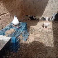 یک جفت کفتر
