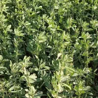 یونجه بنچه شده کشت آبی