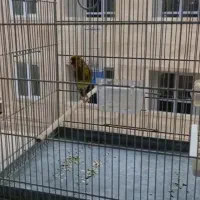 سهره قناری مست خوش استایل کشیده