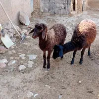 ۲راس گوسفند دشتی