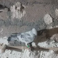 نقدومعاوضه