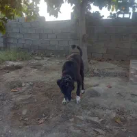 سگ قهدریجانی مخصوص نگهبانی باغ و ویلا