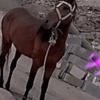 اسب|اسب و تجهیزات اسب‌سواری|سملقان, |دیوار