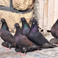 ۷ عدد کله پرش بازی
