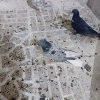 دمسفید کرزو سینه باز