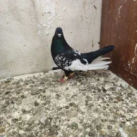 کبوتر سینه سیاه