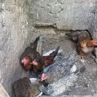 مرغ خروس